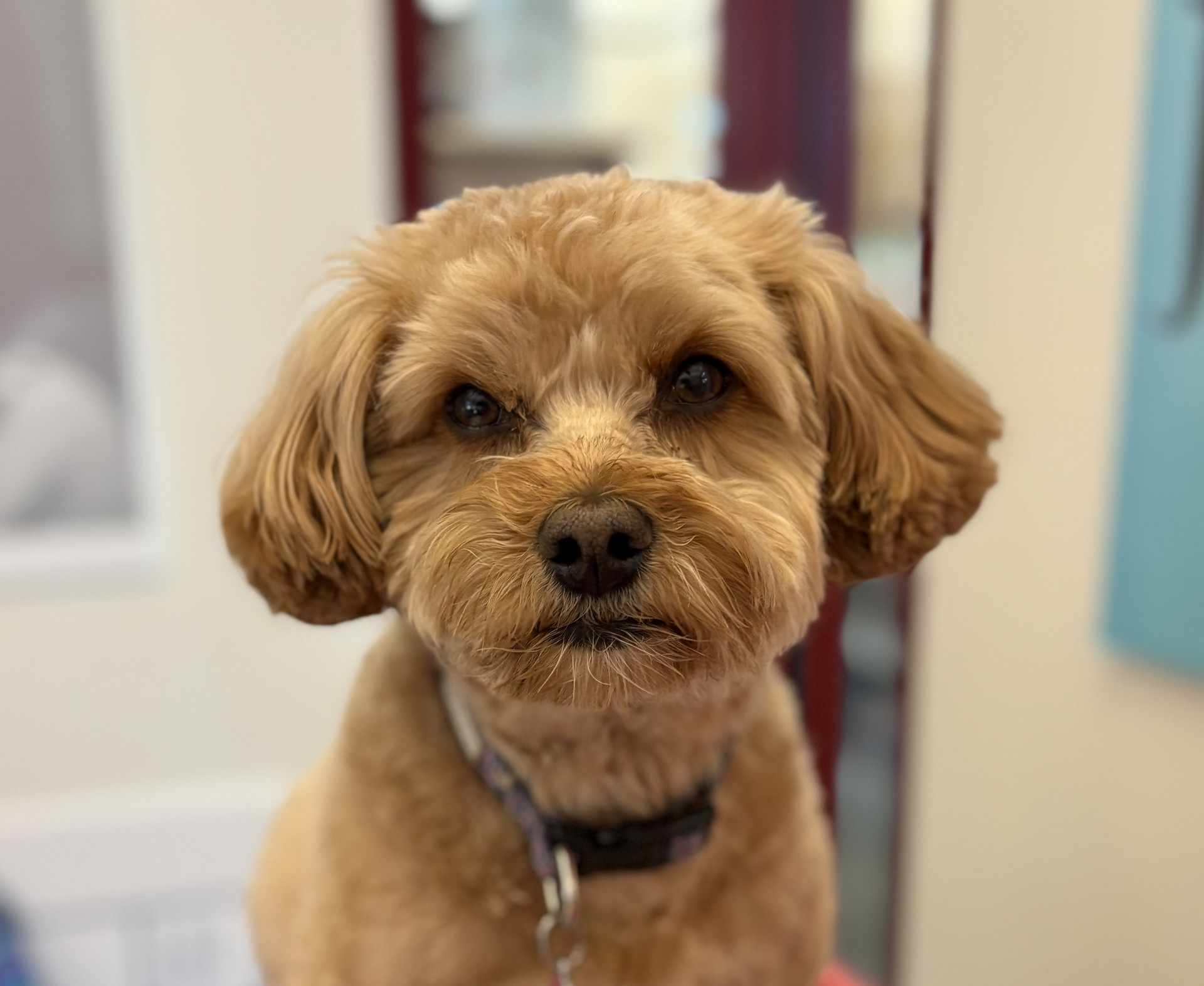 Pippi the R.E.A.D. Dog