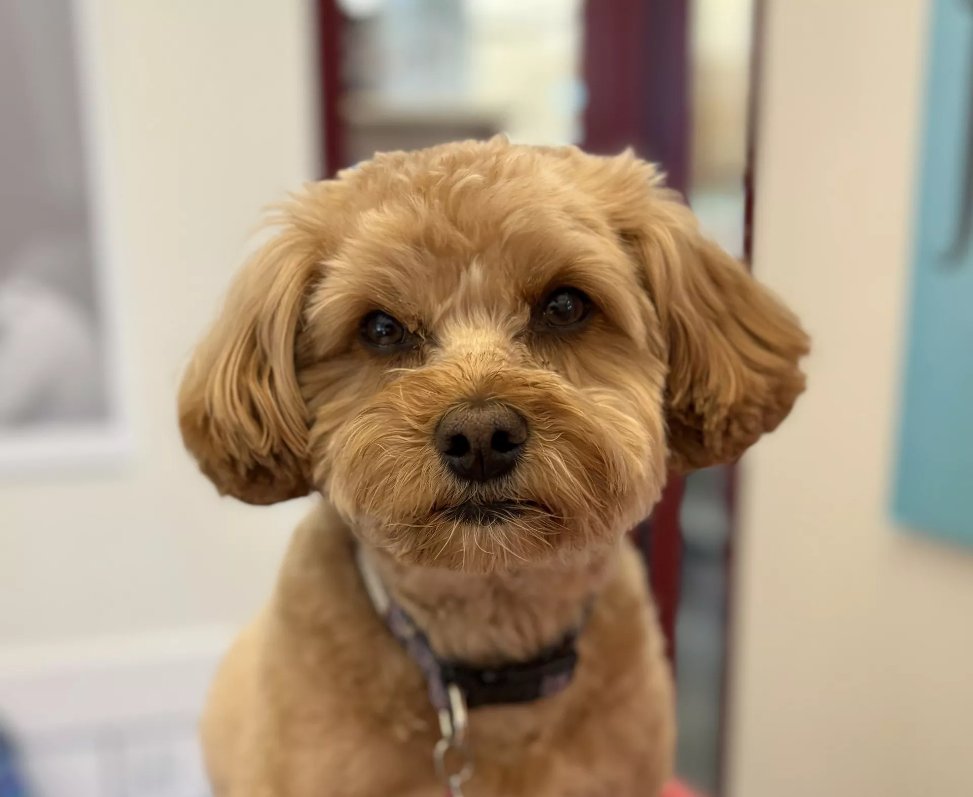 Pippi the R.E.A.D. Dog