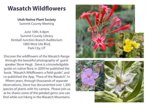 Wasatch Wildflowers